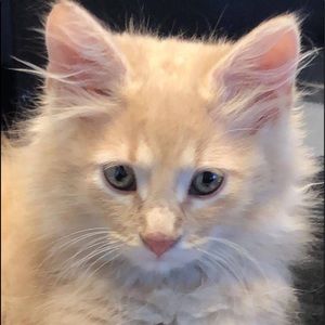 Meet your Posher, Mia